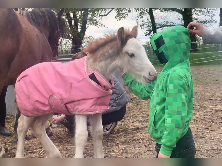 Gypsy Horse Stallion 1 year 13,2 hh Sabino in Dallgow-D&#xF6;beritz