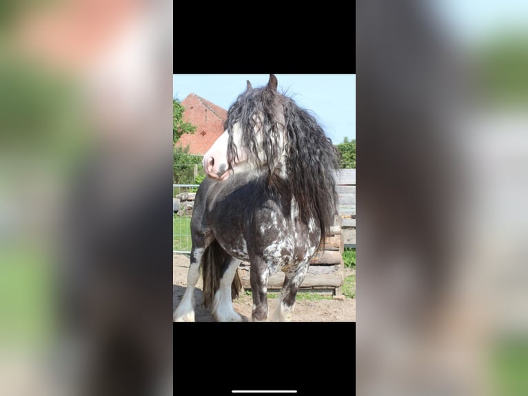 Gypsy Horse Stallion 1 year 13,2 hh Sabino in Dallgow-D&#xF6;beritz