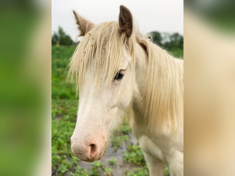 Gypsy Horse Stallion 1 year 13,2 hh Sabino in Dallgow-D&#xF6;beritz