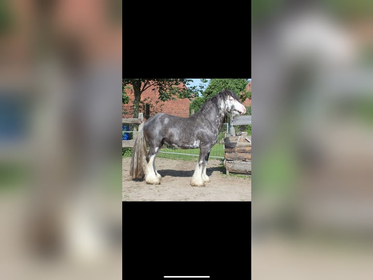 Gypsy Horse Stallion 1 year 13,2 hh Sabino in Dallgow-D&#xF6;beritz