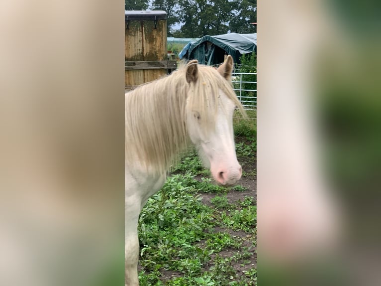 Gypsy Horse Stallion 1 year 13,2 hh Sabino in Dallgow-D&#xF6;beritz