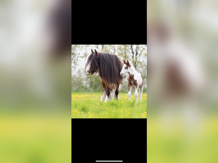 Gypsy Horse Stallion 1 year 13,2 hh Sabino in Dallgow-D&#xF6;beritz
