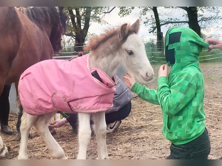 Gypsy Horse Stallion 1 year 13,2 hh Sabino in Dallgow-D&#xF6;beritz