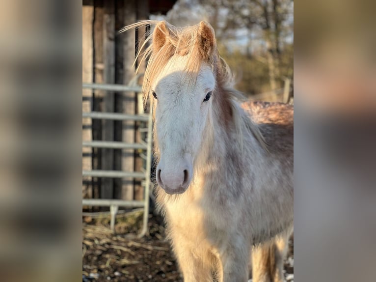 Gypsy Horse Stallion 1 year 13,2 hh Sabino in Dallgow-D&#xF6;beritz