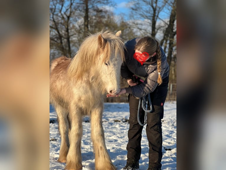 Gypsy Horse Stallion 1 year 13,2 hh Sabino in Dallgow-D&#xF6;beritz