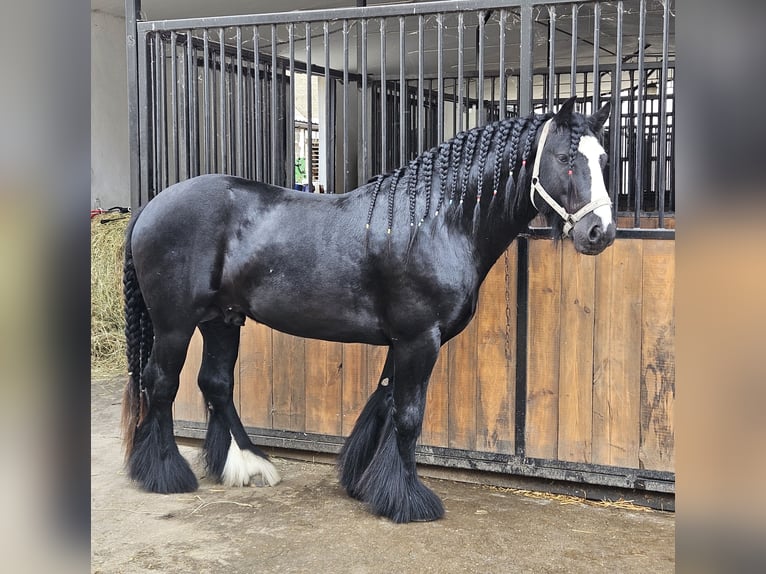Gypsy Horse Stallion 1 year 14.1 hh Black in Buk