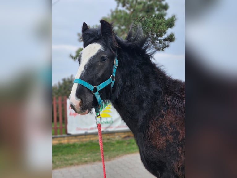 Gypsy Horse Stallion 1 year 14.1 hh Black in Buk