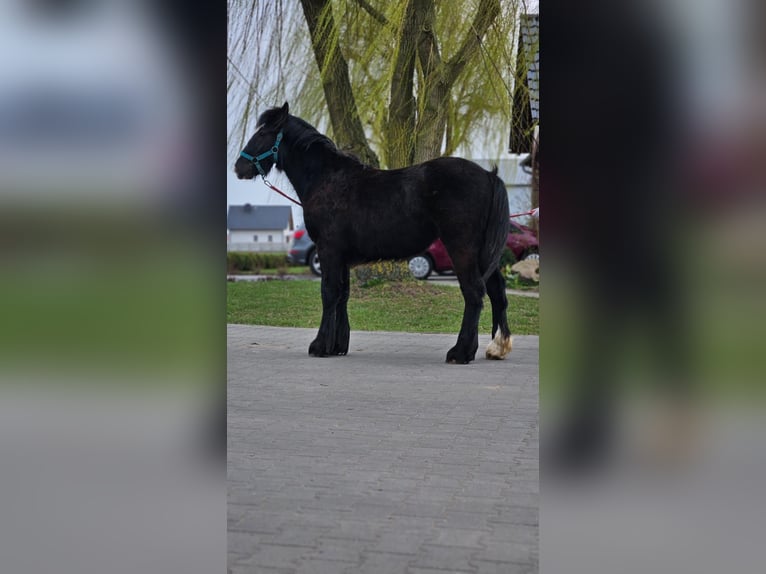 Gypsy Horse Stallion 1 year 14.1 hh Black in Buk