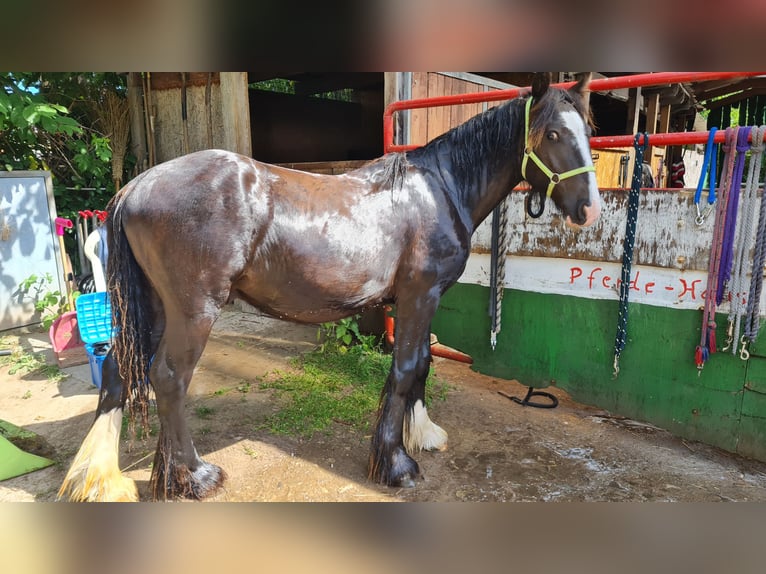 Gypsy Horse Stallion 1 year 14.1 hh Black in Schönbek