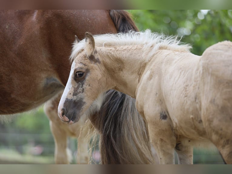 Gypsy Horse Stallion 1 year 14,1 hh Pinto in monte san giusto