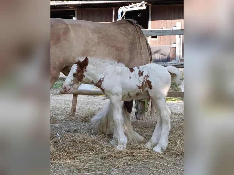 Gypsy Horse Stallion 1 year 14,1 hh Pinto in monte san giusto