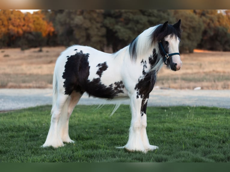 Gypsy Horse Stallion 1 year 14,1 hh Pinto in Grass Valley, CA