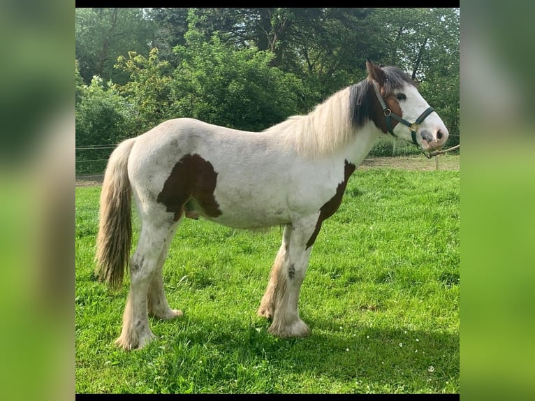 Gypsy Horse Mix Stallion 1 year 14,1 hh Pinto in Königsfeld