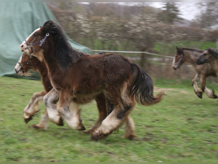 Gypsy Horse Stallion 1 year 14,2 hh Brown in Calden