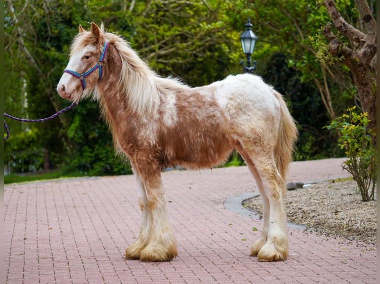 Gypsy Horse Stallion 1 year 14.2 hh  in kerry