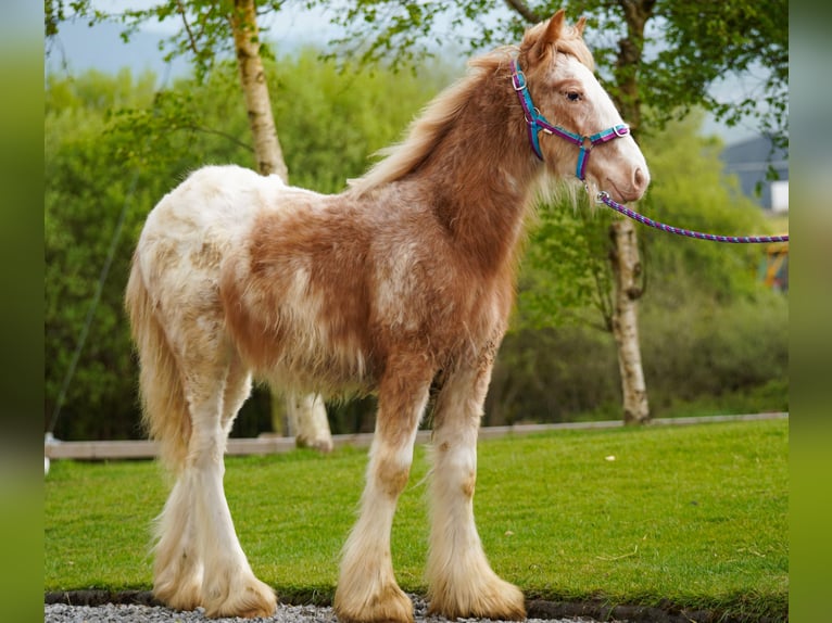 Gypsy Horse Stallion 1 year 14.2 hh  in kerry