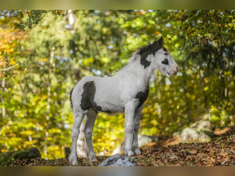 Gypsy Horse Stallion 1 year 14.2 hh Pinto in Sosnówka