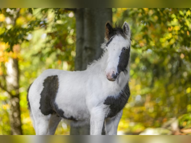Gypsy Horse Stallion 1 year 14.2 hh Pinto in Sosnówka