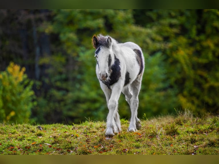 Gypsy Horse Stallion 1 year 14.2 hh Pinto in Sosnówka