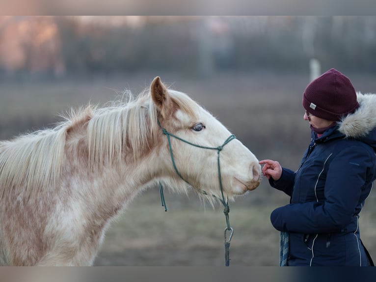 Gypsy Horse Stallion 1 year 14,2 hh Sabino in Dorog