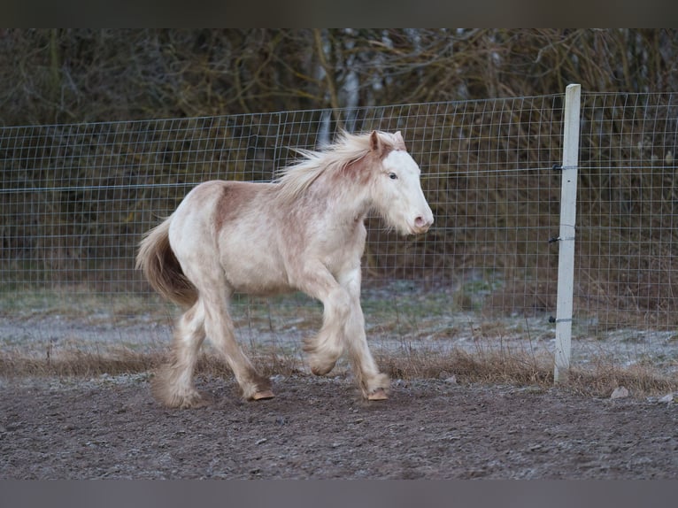 Gypsy Horse Stallion 1 year 14,2 hh Sabino in Dorog