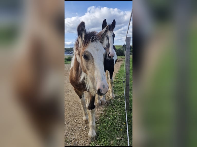 Gypsy Horse Stallion 1 year 14 hh Dun in Daleiden