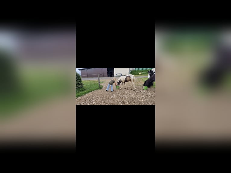 Gypsy Horse Stallion 1 year 14 hh Dun in Daleiden