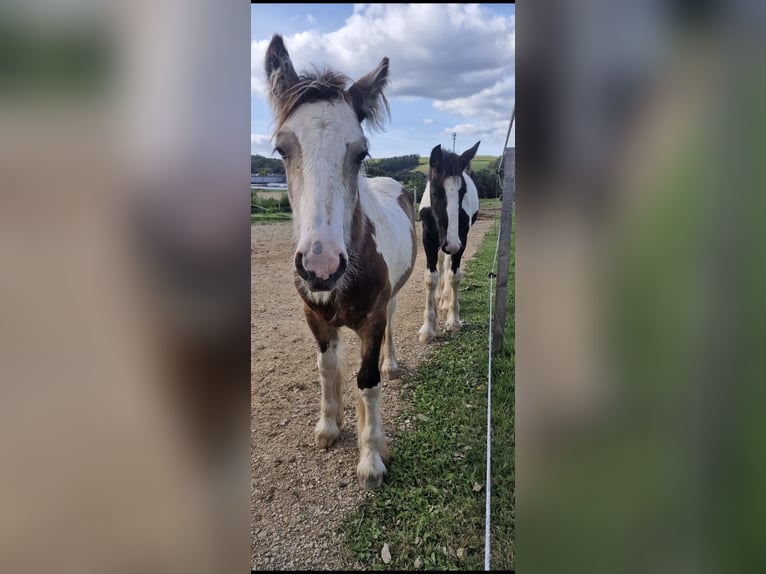 Gypsy Horse Stallion 1 year 14 hh Dun in Daleiden
