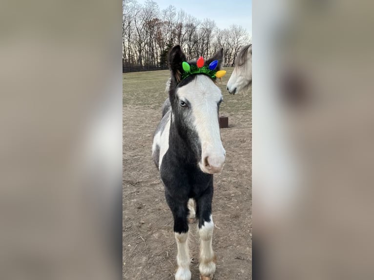 Gypsy Horse Stallion 1 year 14 hh Gray-Dapple in Martinsburg
