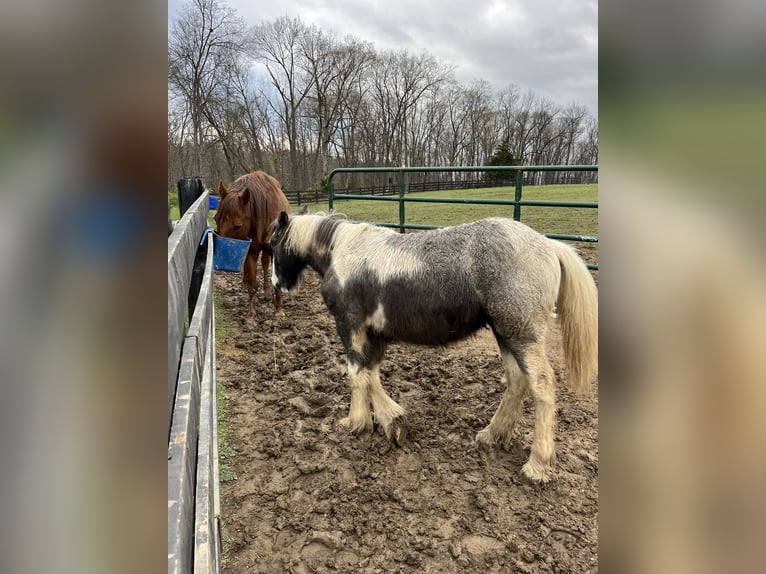 Gypsy Horse Stallion 1 year 14 hh Gray-Dapple in Martinsburg