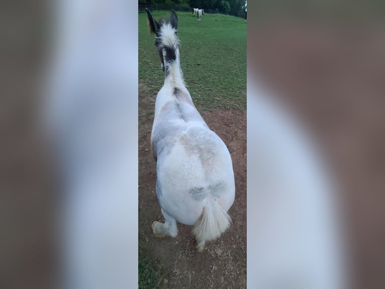 Gypsy Horse Stallion 1 year 14 hh Gray-Dapple in Martinsburg