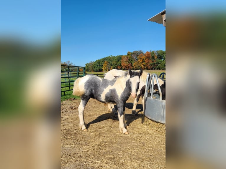 Gypsy Horse Stallion 1 year 14 hh Gray-Dapple in Martinsburg