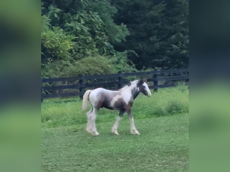 Gypsy Horse Stallion 1 year 14 hh Gray-Dapple in Martinsburg