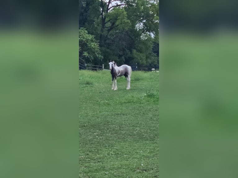 Gypsy Horse Stallion 1 year 14 hh Gray-Dapple in Martinsburg
