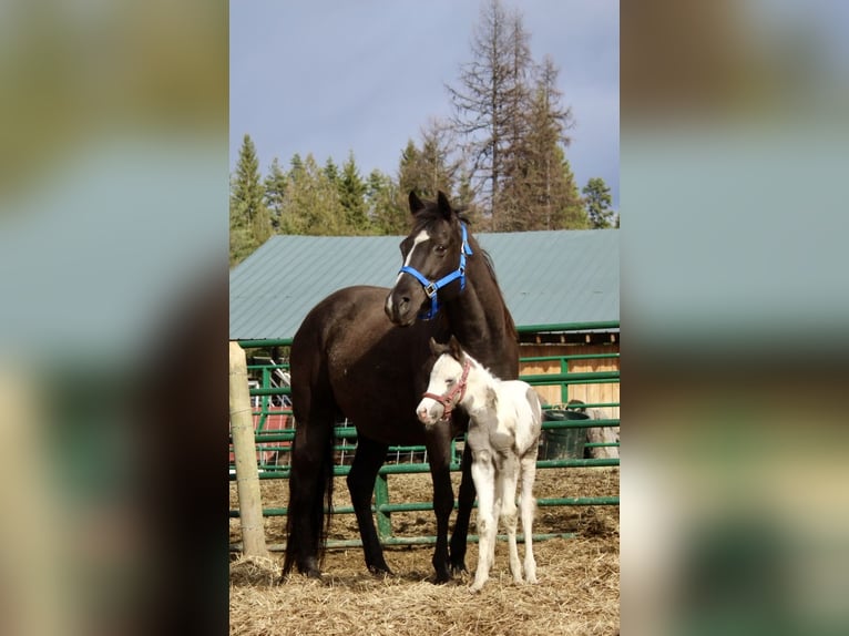 Gypsy Horse Mix Stallion 1 year 14 hh Tovero-all-colors in Newport WA