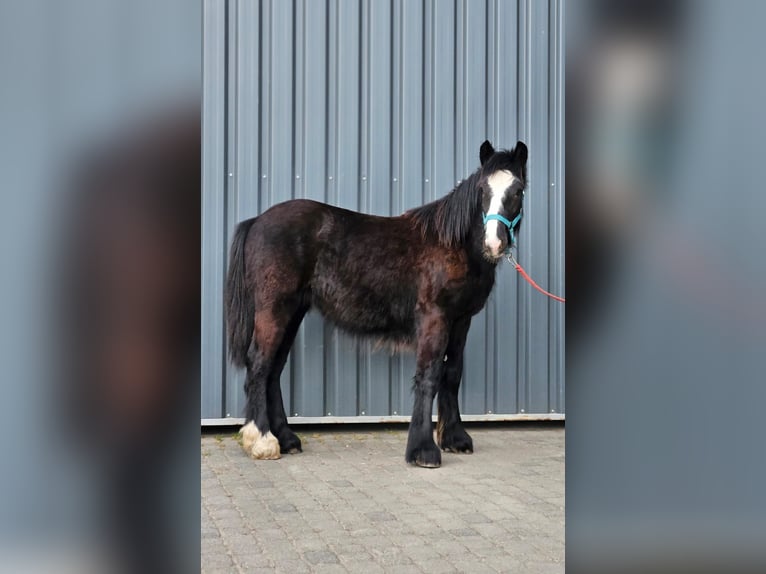 Gypsy Horse Stallion 1 year 14,1 hh Black in Buk