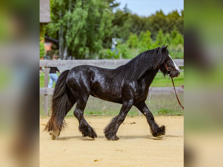 Gypsy Horse Stallion 1 year 14,1 hh Black in Buk