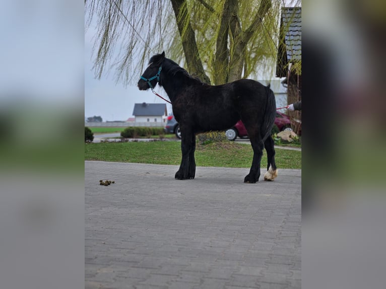 Gypsy Horse Stallion 1 year 14,1 hh Black in Buk