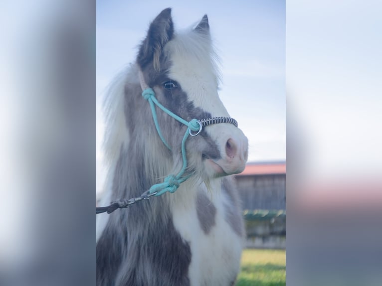 Gypsy Horse Stallion 1 year 14,1 hh Pinto in Ebersheim