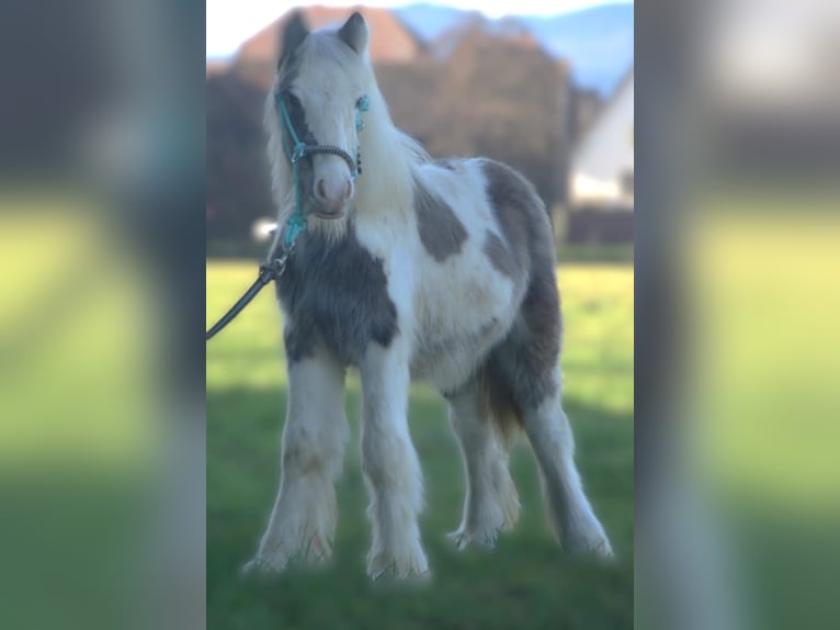 Gypsy Horse Stallion 1 year 14,1 hh Pinto in Ebersheim
