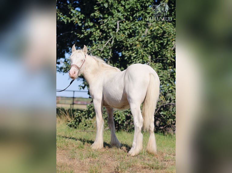 Gypsy Horse Stallion 1 year 14,2 hh Cremello in Stryk&#xF3;w