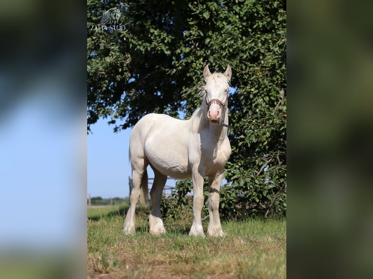 Gypsy Horse Stallion 1 year 14,2 hh Cremello in Stryk&#xF3;w