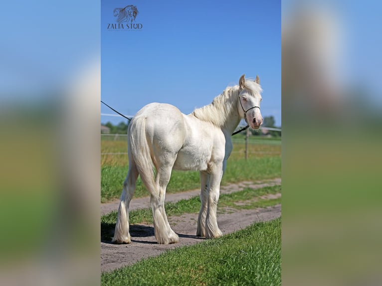 Gypsy Horse Stallion 1 year 14,2 hh Cremello in Stryk&#xF3;w