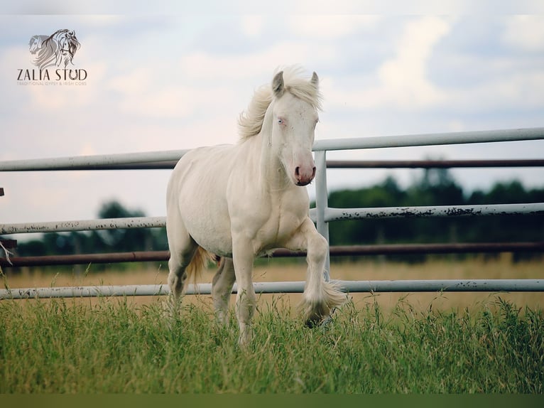 Gypsy Horse Stallion 1 year 14,2 hh Cremello in Stryk&#xF3;w