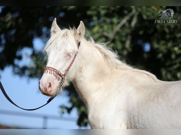 Gypsy Horse Stallion 1 year 14,2 hh Cremello in Stryk&#xF3;w