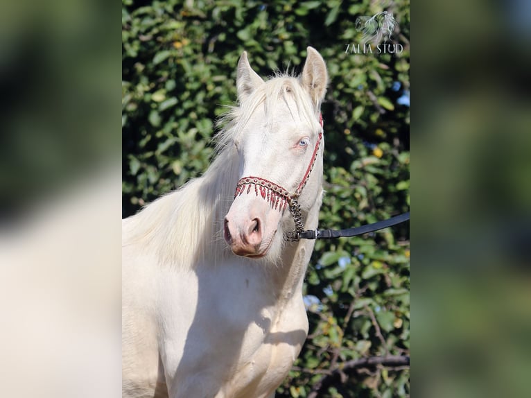 Gypsy Horse Stallion 1 year 14,2 hh Cremello in Stryk&#xF3;w