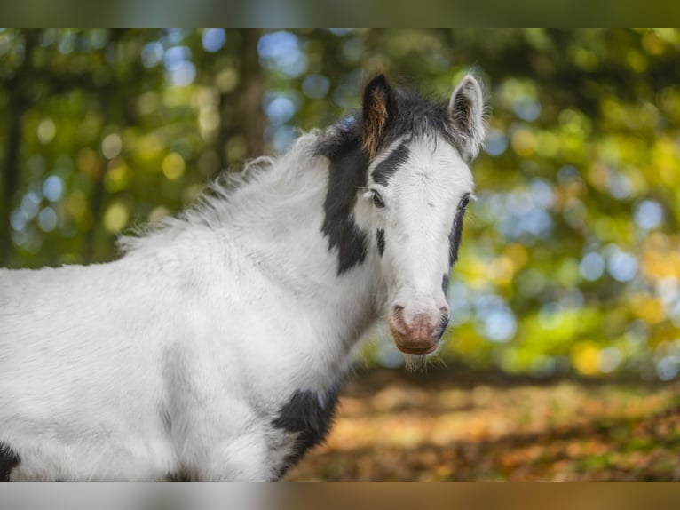 Gypsy Horse Stallion 1 year 14,2 hh Pinto in Sosnówka