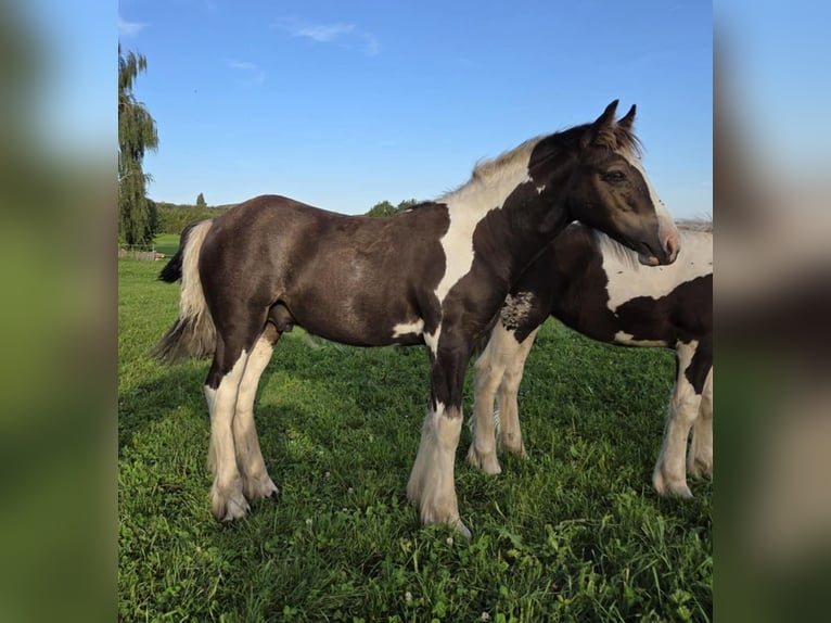 Gypsy Horse Stallion 1 year 14,2 hh Pinto in Besenbüren