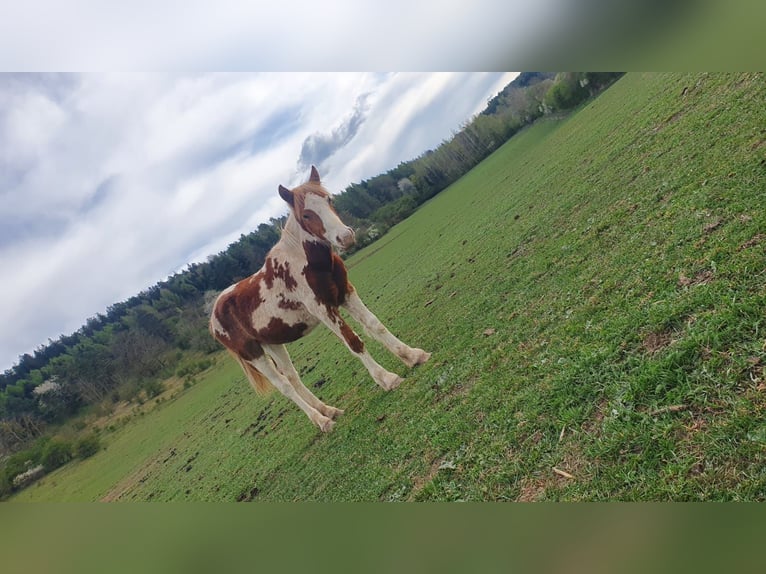 Gypsy Horse Mix Stallion 1 year 14,2 hh Pinto in Geratal