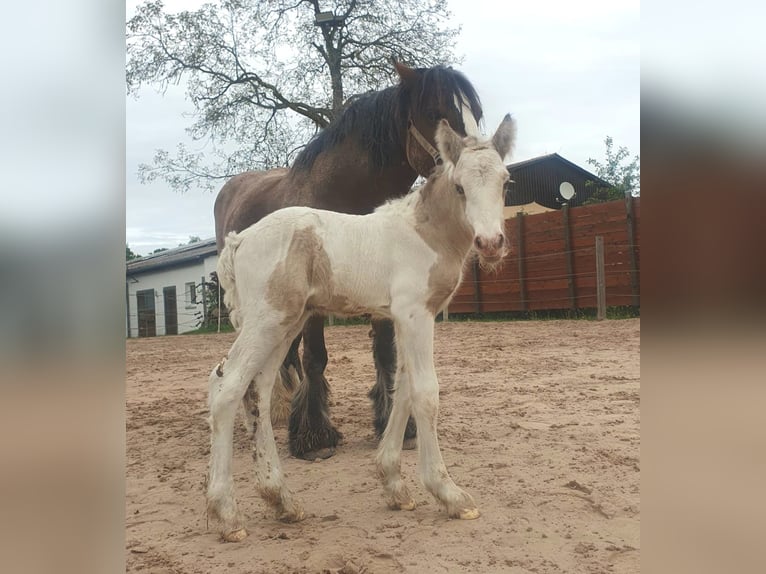 Gypsy Horse Stallion 1 year 14,2 hh Pinto in G&#xF6;ggingen